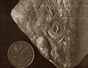 Figure 1 Fitzroy Tillite Formation