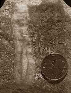 Figure 2 Fitzroy Tillite Formation